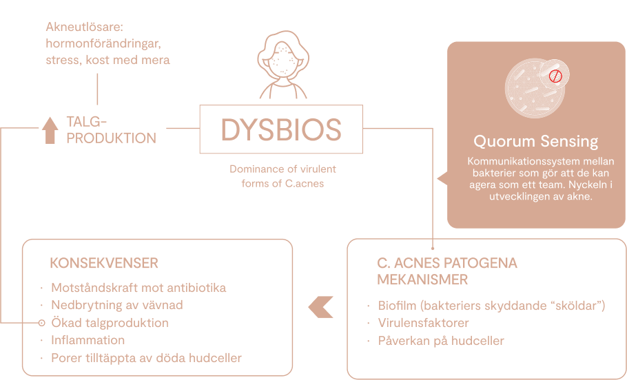quorom sencing, hudens språk, dysbios, akne, vincobiosis